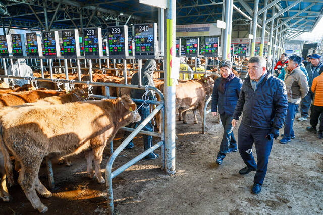 9일 김학동예천군수(오른쪽)가 예천가축경매시장을 방문해 한우 가격 동향과 경매시장 운영 실태 현장을 점검했다. /예천군