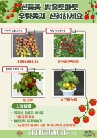  충남도 농기원, 신품종 방울토마토 우량종자 공급