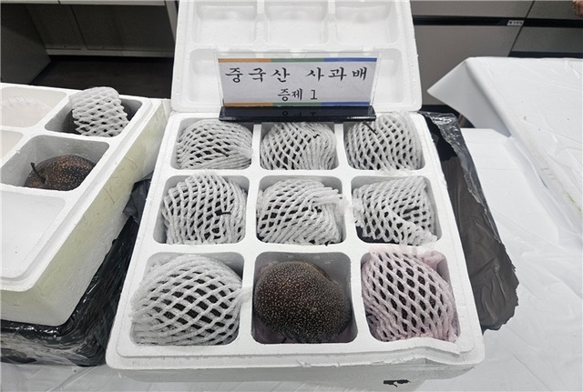 농림축산검역본부는 12일 수입책 3명, 실제수입자 9명 등 중국인과 한국인 등으로 구성된 일당 12명을 식물방역법 위반 등의 혐의로 적발했다. 사진은 압수한 중국산 사과배. /농림축산검역본부