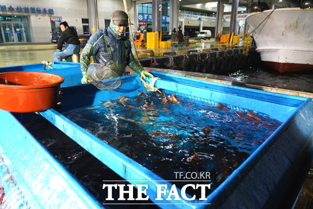 울진죽변항 위판장에 이뤄지는 오징어경매 모습. /울진군