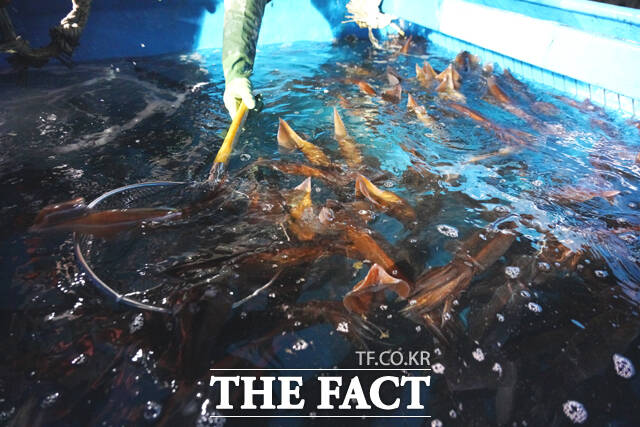 울진죽변항 위판장에 이뤄지는 오징어경매 모습. /울진군