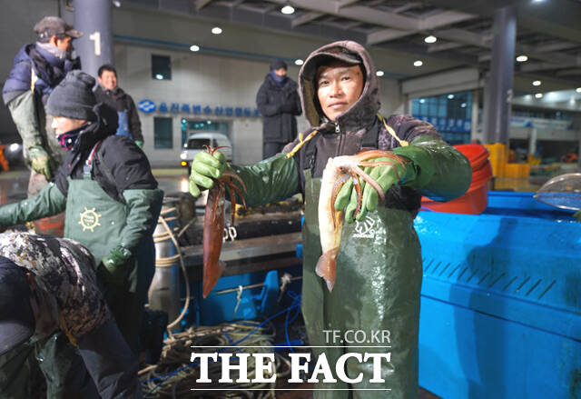 울진죽변항 위판장에 이뤄지는 오징어경매 모습. /울진군