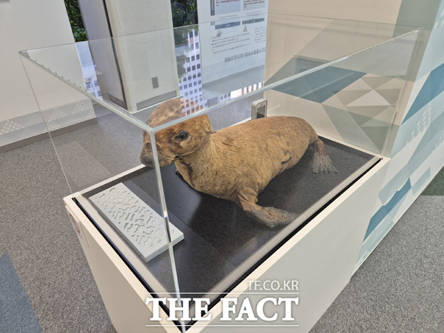 박제된 강치 모습. /독도사랑운동본부