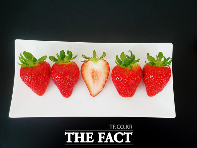 충남농업기술원이 개발한 신품종 딸기 미향. /충남도