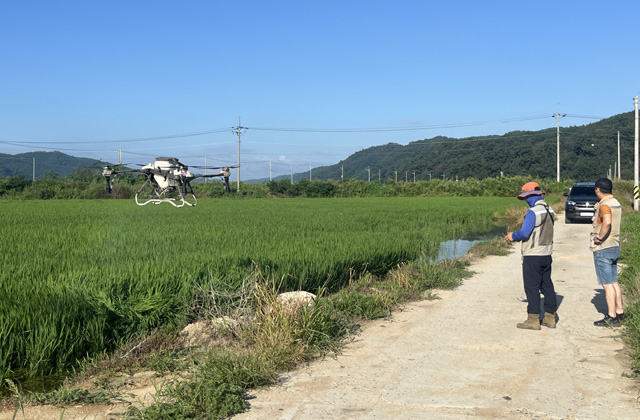 대형드론으로 농약을 살포하고 있다. /예천군
