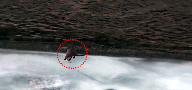 봉화군 석포면 영풍 석포제련소 앞 하천에서 수달이 먹이활동을 하고 있다. /영풍 석포제련소