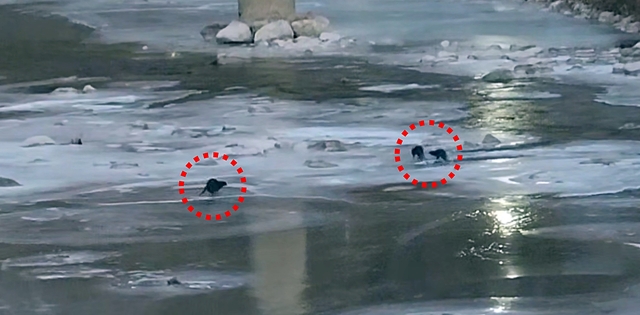 봉화군 석포면 영풍 석포제련소 앞 하천에서 수달들이 먹이활동을 하고 있다. /영풍 석포제련소