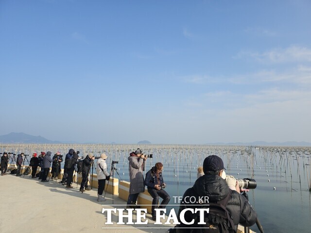 전국 각지에서 모인 사진작가들이 대덕읍 매생이 양식장에서 사진 촬영을 하고 있다. /장흥군