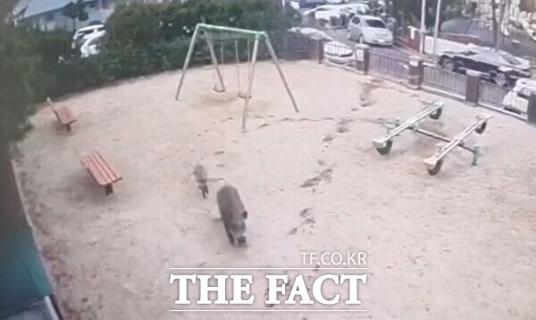 대전시 서구 정림동의 한 아파트 단지에 나타난 멧돼지 모습. /대전시 서구 제공