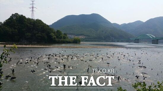 경기 가평군 북한강 일대에 서식 중인 민물가마우리 무리 모습. /가평군