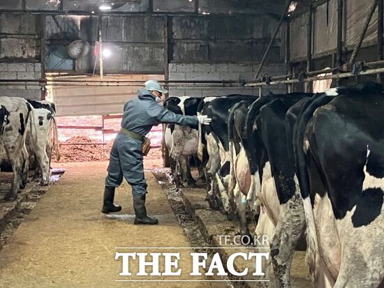 경기도에서 활동 중인 한 산업동물 공수의사가 젖소들을 상대로 결핵병 공동 검진을 진행하고 있다. /경기도
