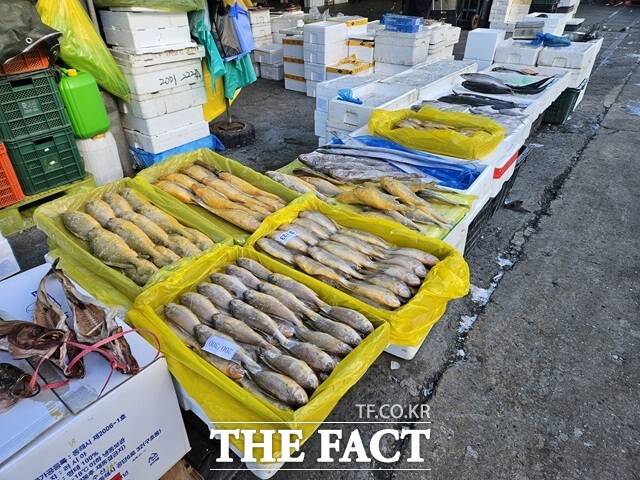 서울 송파구 가락동농수산물도매시장에서 35년째 수산물 가게를 운영 중인 채모(67) 씨의 가게 진열대에는 부세, 병어, 국산 고등어, 노르웨이산 고등어 등이 진열돼 있다. /김명주 기자