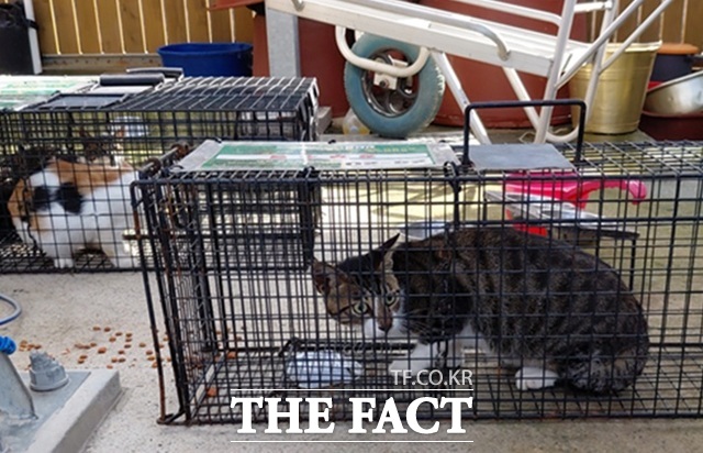 지난해 9월 경산시 용성면에서 포획된 길고양이들이 우리에 갇혀 중성화 수술을 기다리고 있다. /경산시