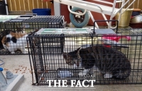  경산시, 길고양이 '중성화 수술' 신청 접수