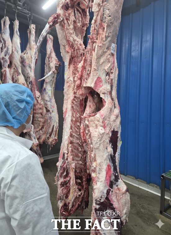 경기도동물위생시험소 관계자가 축산물 안전성 검사를 진행하고 있다. /경기도