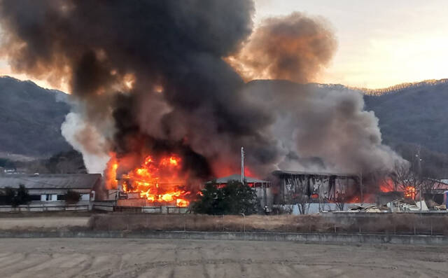 25일 오후 5시 19분쯤 구미시 무을면의 한 돈사에서 불이나 돼지800마리가 폐사하는등 약 4억 9800만 원의 재산피해가 났다. /경북소방본부