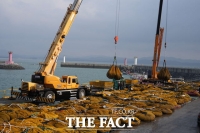  서천군, 김 황백화 위기 대응 '성과'…위판고 상승세