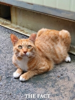  아산시, 길고양이·실외 사육견 중성화 수술 지원 사업 추진