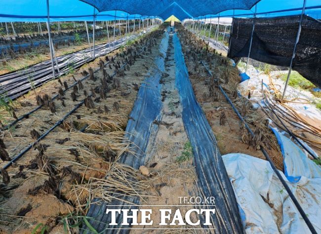 7~8월 폭염 인삼 피해 안성 농가. /경기도