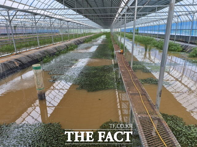 28일 전북도가 국립생태원과 함께 토하(새뱅이)를 활용한 친환경 양식기술 특허 3건을 공동 출원했다. 사진은 새뱅이 실험장. /전북도