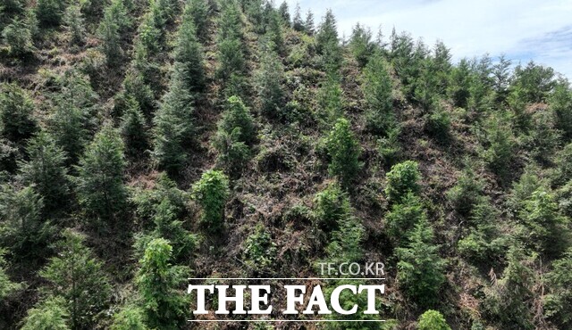 지난해 예산군이 추진한 조림 및 숲가꾸기 사업 전경. /예산군