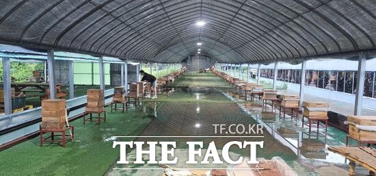 경기도 한봉(토종벌) 꿀 생산 농가에서 농장 관계자가 토종벌을 관리하고 있다. /경기도