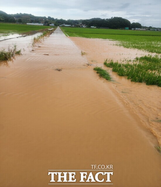 지난해 7월 상습 침수 지역인 충남 태안군 근흥면 죽림지구 침수 피해 현장 모습. /태안군