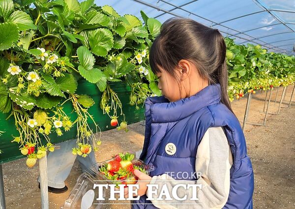 대전시 대덕구 드림스타트 가족들이 29일 농장을 방문해 딸기 따기 체험을 하고 있는 가운데 참여 아동이 딸기를 수확하고 있다. /대덕구
