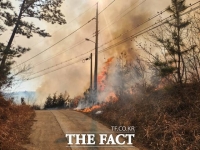  태안군, 푸른 숲 지키기 총력…