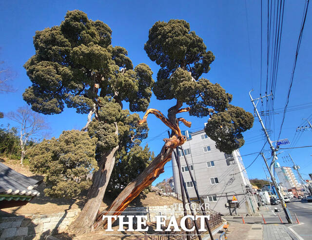 울릉도에서 파도에 밀려가 울진군 죽변에서 자라고 있는 향나무가 웅장하면서도 세월의 흐름을 느끼게 하고 있다. /김성권 기자