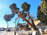  [르포] 동해 파도 견딘 500년…울릉도서 왔다는 향나무를 만나다