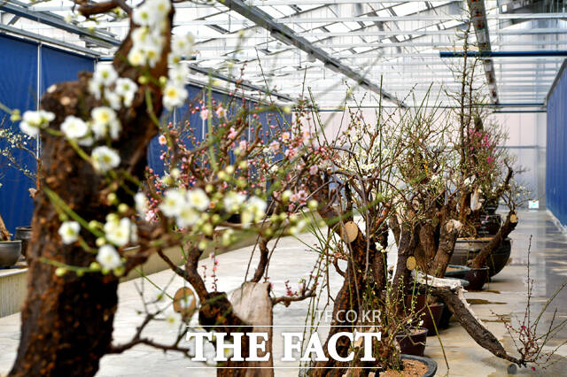 한국선비매화공원 내 매화분재가 전시된 모습. /영주시