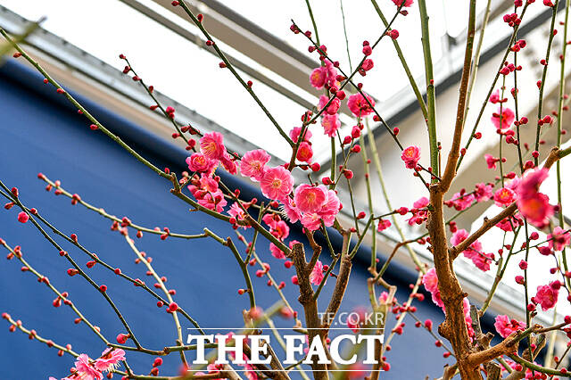 한국선비매화공원 매화 전시회가 9일부터 22일까지 개최된다. /영주시