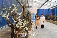  영주 한국선비매화공원, 가장 먼저 봄을 열다