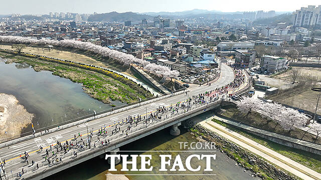 영주소백산마라톤대회 참자자들이 벚꽃이 활짝핀 영주시가지를 달리고 있다. /영주시