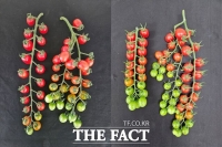  충남농기원, 대추형 방울토마토 신품종 2종 출원