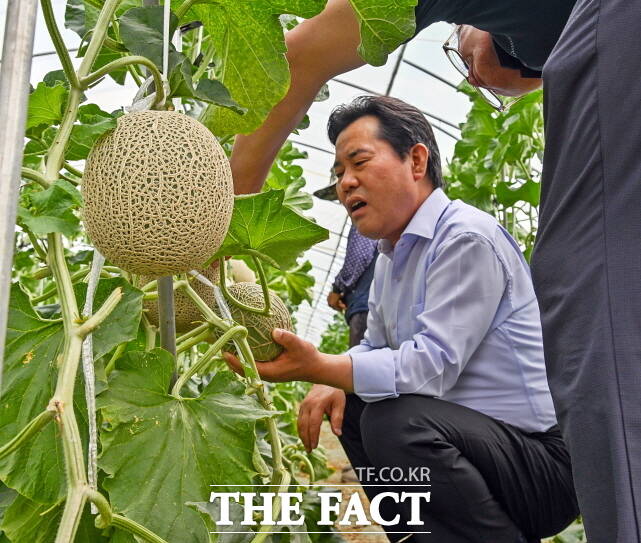 농산물의 작활상태을 살피고 있는 박정현 군수. /부여군