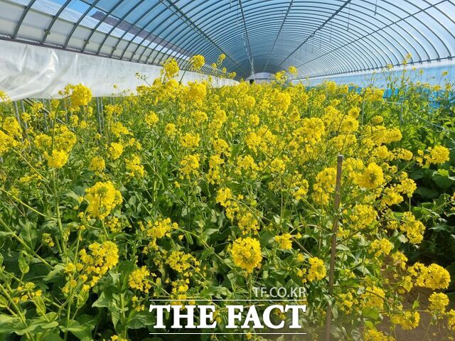 제54회 강진청자축제 기간에 맞춰 개화를 준비 중인 비닐온실 내 유채꽃 모습. /강진군