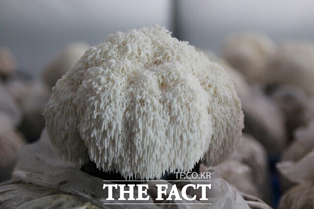 노루궁뎅이 버섯. /전남도