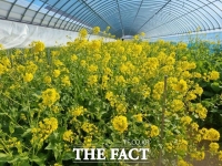  강진군, 강진청자축제 맞아 '유채꽃밭' 선보인다