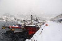  울릉도 50㎝ 폭설에 대설경보…여객선 끊기고 제설 2단계 격상