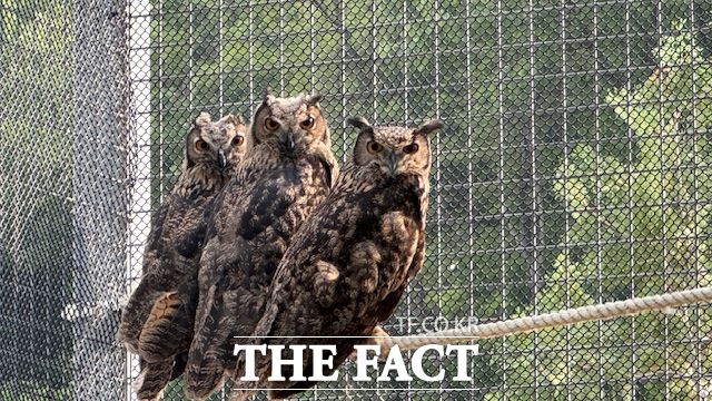 구조동물 수리부엉이(미아). /경기도