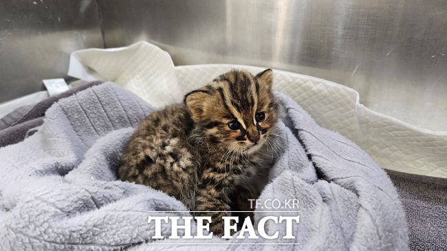 구조동물 멸종위기종 삵(미아). /경기도