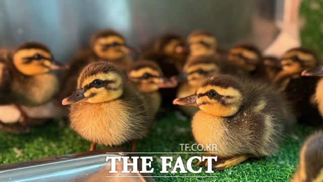 구조동물 흰빰검둥오리(미아). /경기도