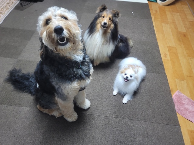 서울시가 사회적 약자가 장기간 집을 비워야 할 때 반려동물을 맡길 수 있는 우리동네 펫위탁소 사업에 올해 총 24개 자치구가 참여한다고 밝혔다. /서울시