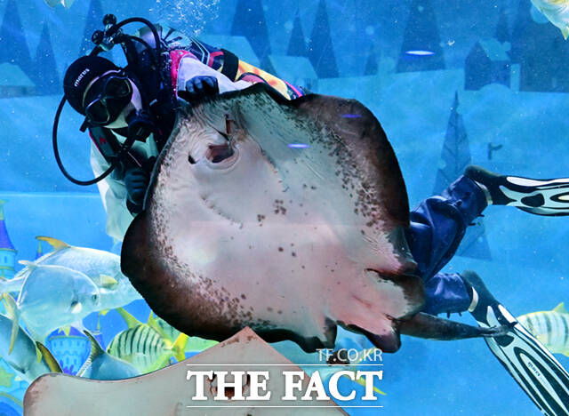 아쿠아리스트가 가오리 생태 설명회 일환으로 가오리 먹이주기를 선보이고 있다.