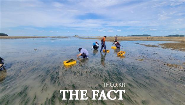 잘피 이식 사진 /인천시