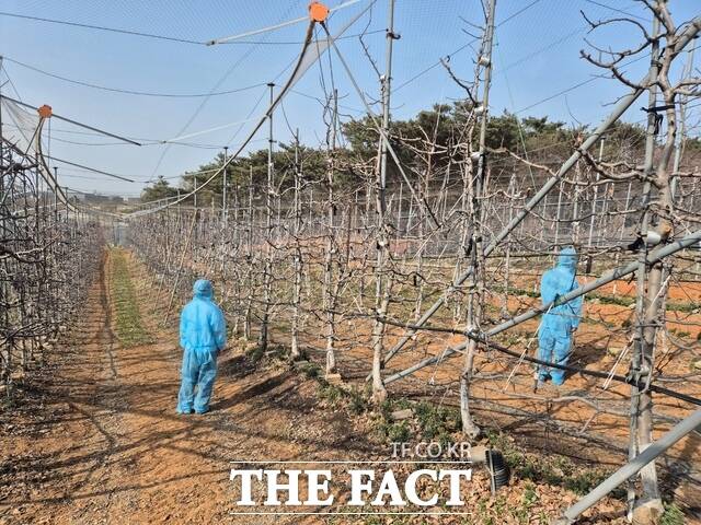 당진시농업기술센터는 오는 4월 24일까지 과수화상병 전염원 예방 예찰을 실시한다. /당진시