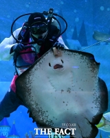  '가오리 먹이주기 신기하죠?' [포토]