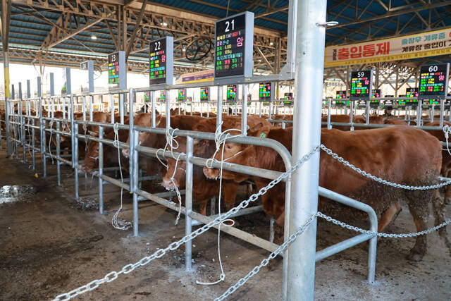 최신시설을 갖춘 우시장 모습. /예천군
